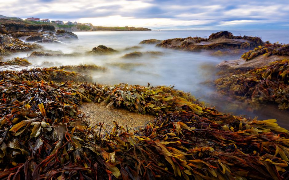 Tranquil coastal scene with vibrant seaweed and rocky shoreline in soft light.