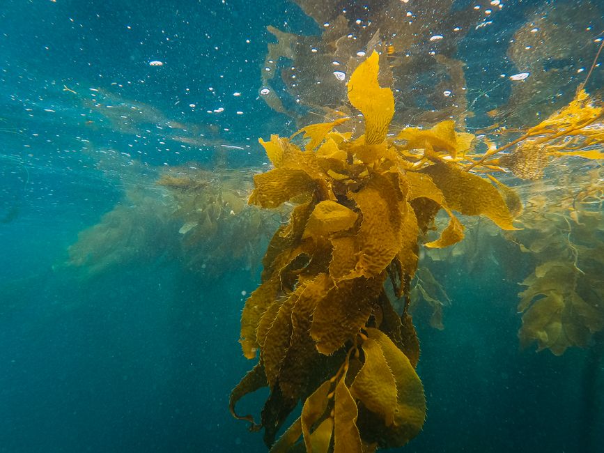 Vibrant underwater scene capturing a kelp forest swaying in the blue ocean water.