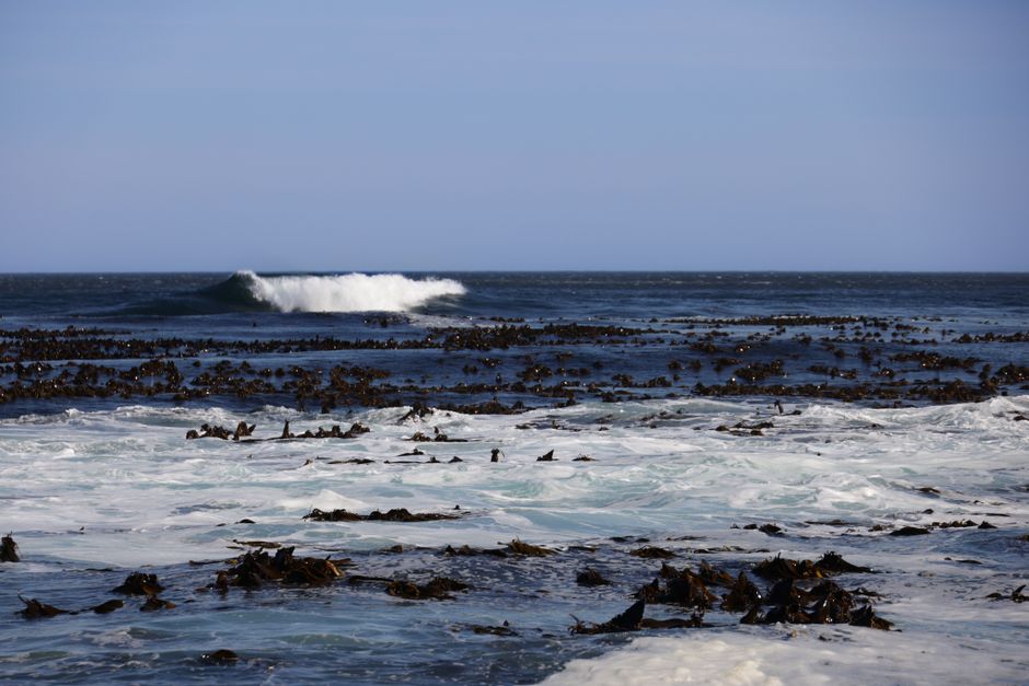 Blue ocean waves with visible kelp under a clear sky. Tranquil marine seascape ideal for nature themes.