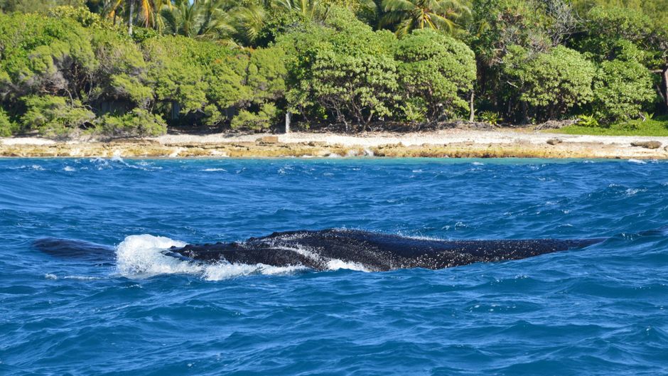 Close-up of a humpback whale near a vibrant, lush shoreline.