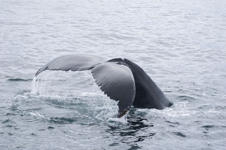 A majestic humpback whale tail emerges gracefully from the ocean, showcasing marine wildlife beauty.